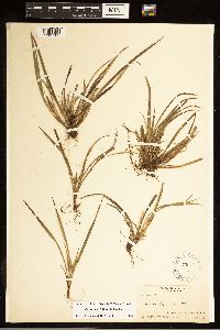 Carex backii image
