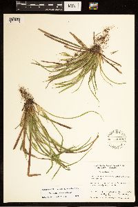 Carex backii image