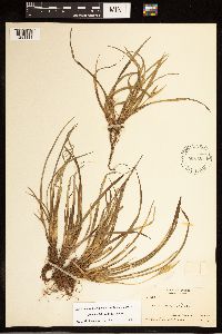Carex backii image
