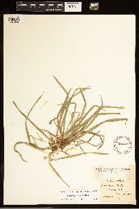 Carex backii image