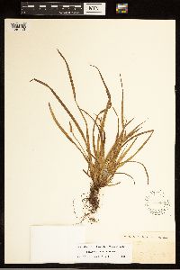 Carex backii image