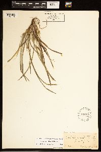 Carex backii image