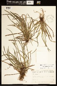 Carex backii image