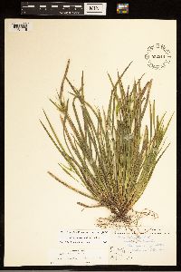 Carex backii image
