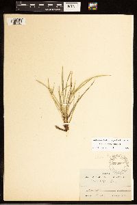 Carex backii image
