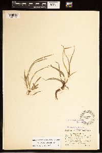 Carex backii image