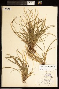 Carex backii image