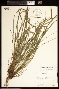 Carex backii image