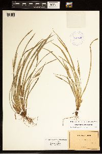 Carex backii image