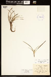Carex backii image