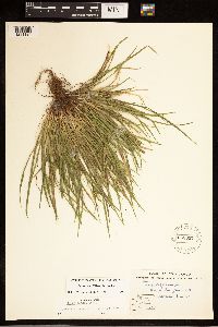 Carex backii image