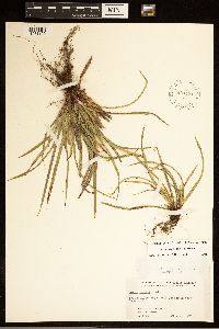 Carex backii image