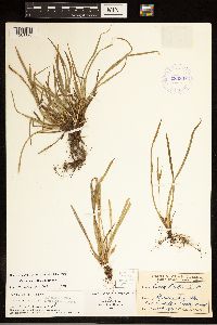 Carex backii image