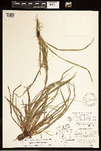 Carex backii image