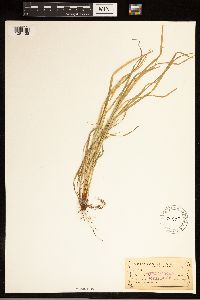 Carex backii image