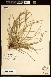 Carex backii image