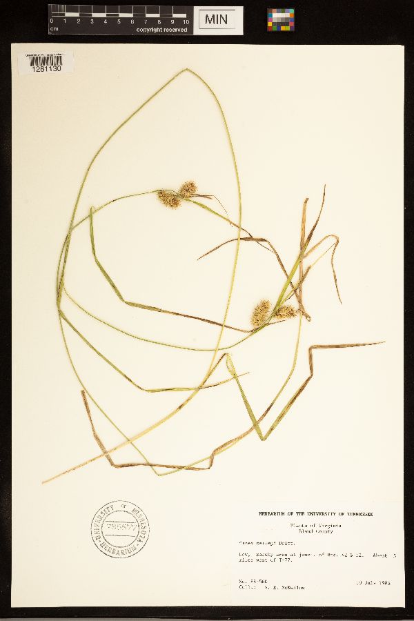 Carex baileyi image