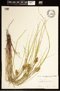 Carex baileyi image