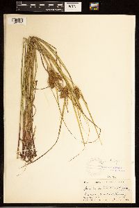 Carex baileyi image