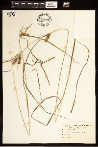 Carex baileyi image
