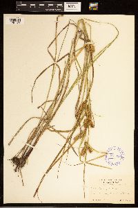 Carex baileyi image