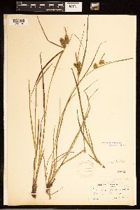 Carex baileyi image