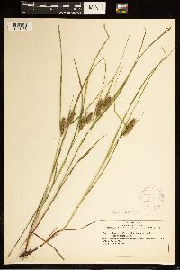 Carex baileyi image