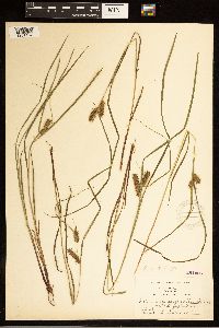 Carex baileyi image