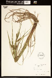 Carex baileyi image