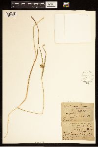 Carex baileyi image