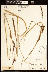 Carex barbarae image