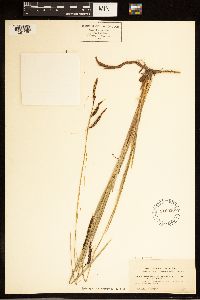 Carex barrattii image