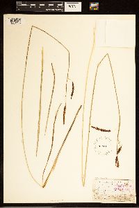 Carex barrattii image