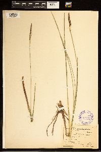 Carex barrattii image