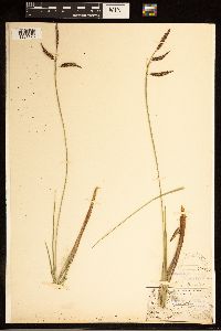 Carex barrattii image