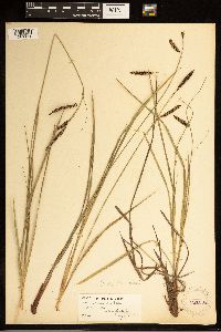 Carex barrattii image