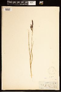 Carex barrattii image