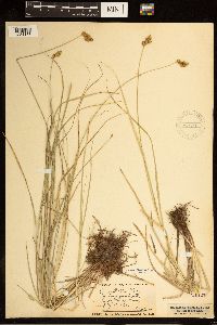 Carex bebbii image