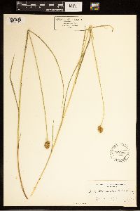 Carex bebbii image