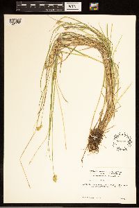 Carex bebbii image