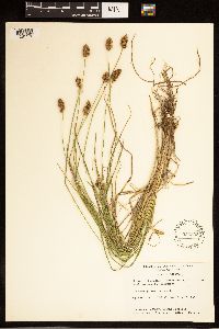 Carex bebbii image