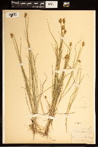Carex bebbii image
