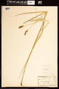 Carex bebbii image