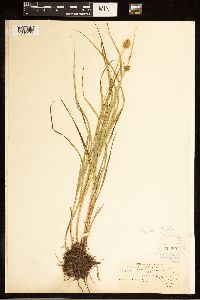 Carex bebbii image