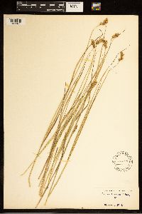 Carex bebbii image