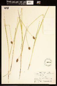 Carex bebbii image