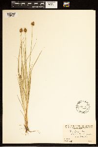 Carex bebbii image