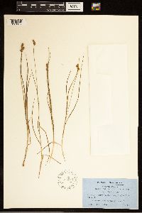 Carex bebbii image
