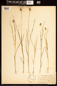 Carex bebbii image