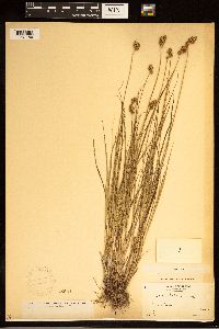 Carex bebbii image